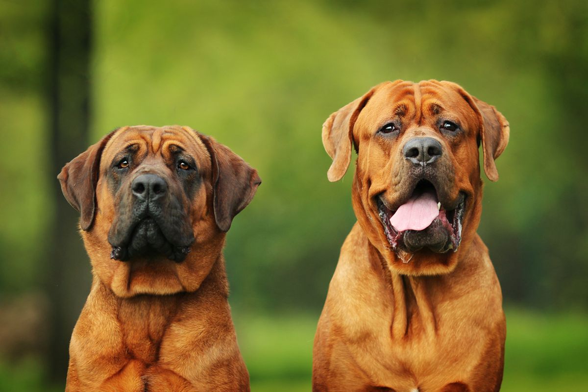 Ilustrasi ras anjing Korean Mastiff atau Tosa, Dosa.