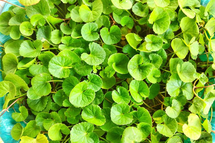 Ilustrasi tanaman pegagan (Centella asiatica).