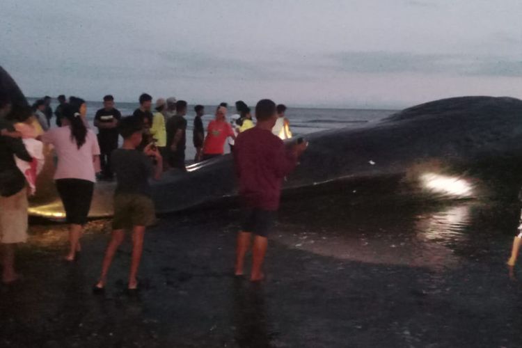 Paus Sperma Sepanjang 15 Meter Terdampar di Pantai Jembrana