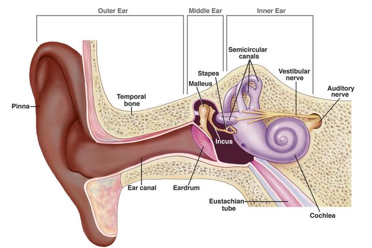 Struktur telinga bagian luar, telinga bagian tengah, dan telinga bagian dalam. 