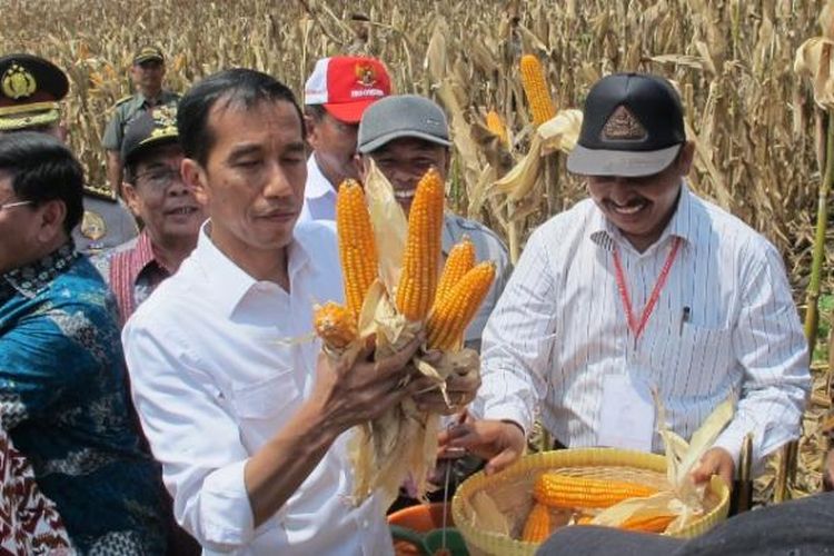 Presiden Joko Widodo bersama para petani jagung di Desa Kampasi Meci, Kabupaten Dompu, Nusa Tenggara Barat (NTB), Sabtu (11/4/2015).