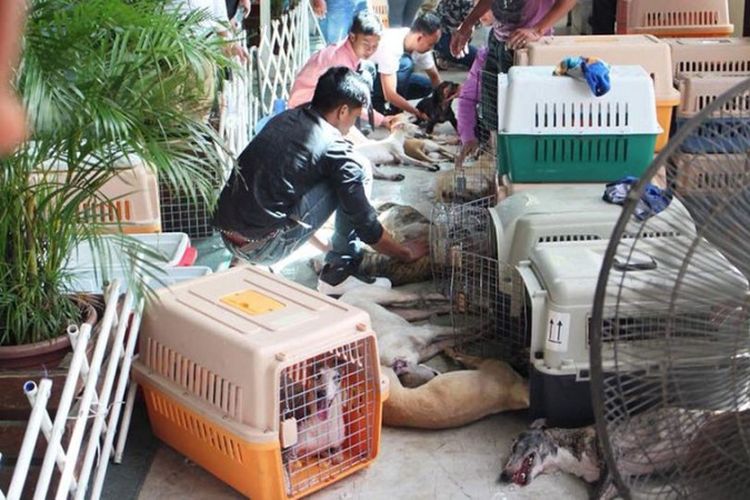 Sekelompok orang berusaha menyelamatkan puluhan anijng yang tergolek lemas setelah dimasukkan ke dalam sebuah minibus yang pengap karena minim ventilasi.