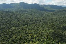 Jalan Kaki dari Malaysia dan Hilang 8 Hari di Hutan, Syamsuddin Hanya Makan Garam dan Vetsin