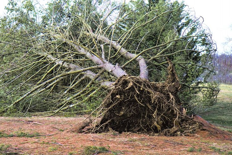 Large tree is uprooted during heavy wind storm.