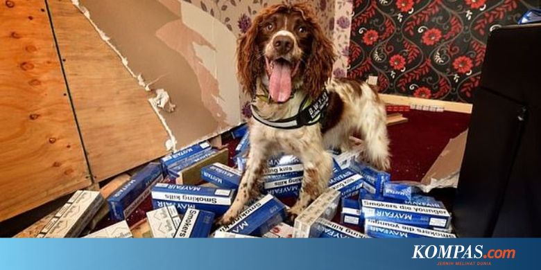 Ungkap Kasus Rokok Ilegal Kepala Anjing Ini Dihargai Rp 458 Juta