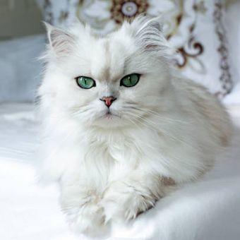 Ilustrasi kucing persia.
