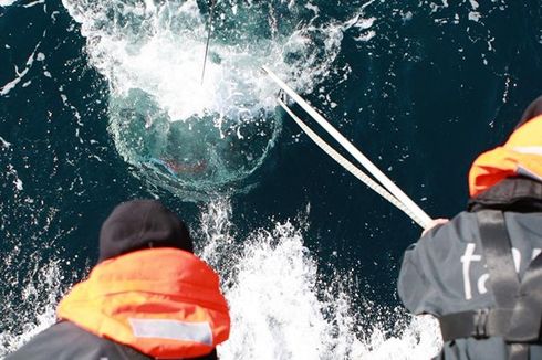 Hampir 200 Ribu Virus Baru Bersembunyi di Laut, Ini Maknanya bagi Kita