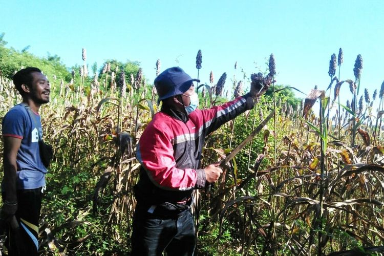 Pemerintah Kecamatan Lambaleda Utara (LAUT) Manggarai Timur, NTT melakukan panen perdana tanaman sorghum, belum lama ini. (KOMPAS.com/CAMAT LAMBALEDA UTARA-AGUSTINUS SUPRATMAN)
