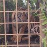 Dua Ekor Harimau Sumatera Masuk Perangkap BKSDA di Solok
