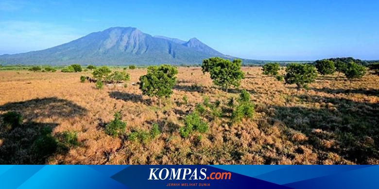 Taman Nasional Baluran Inilah Afrikanya Indonesia