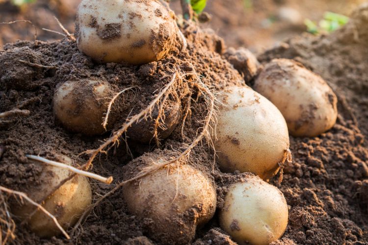 Ilustrasi kentang, menanam kentang.