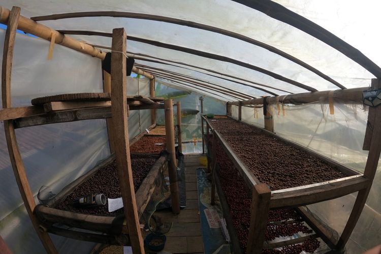 Proses produksi kopi oleh Merapi Merbabu Coffee