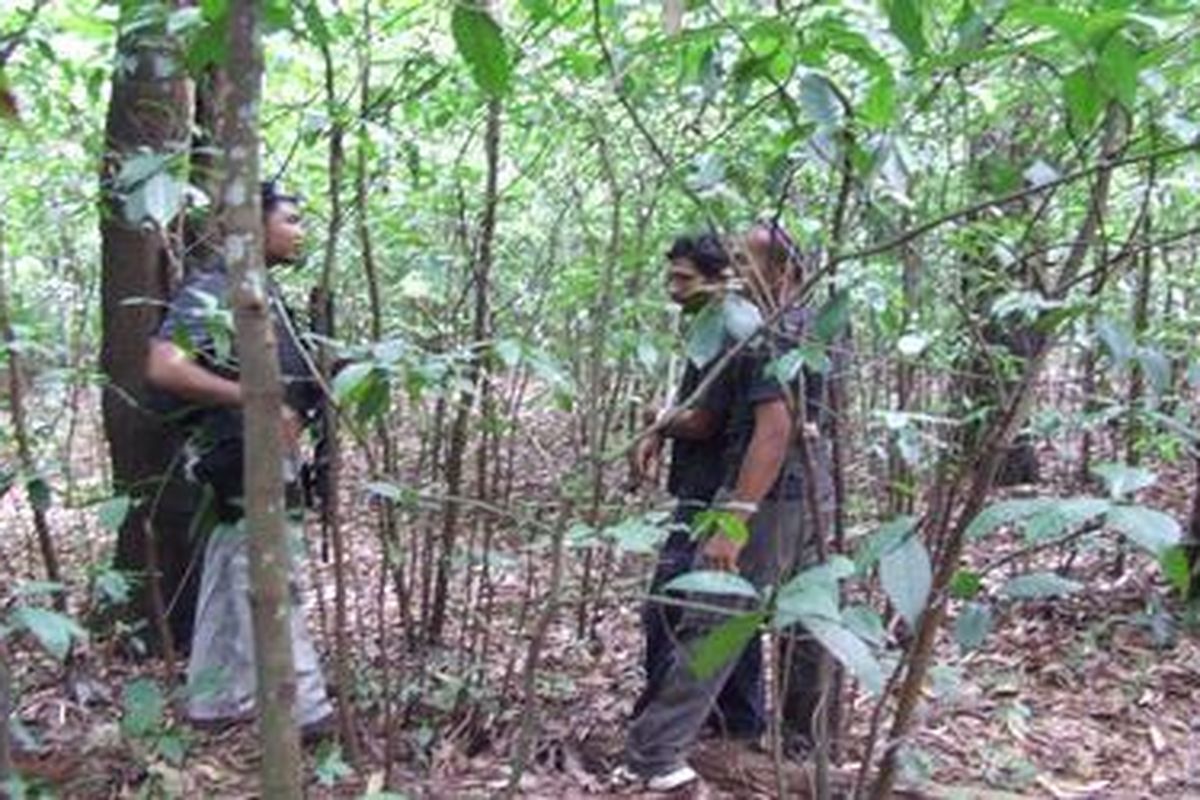 Polisi kembali menyisir kawasan hutan Universitas Indonesia, Senin (13/2/2012). Penyisiran senjata milik terduga jaringan teroris di hutan UI sebelumnya dilakukan, Kamis, dan Sabtu pekan lalu.
