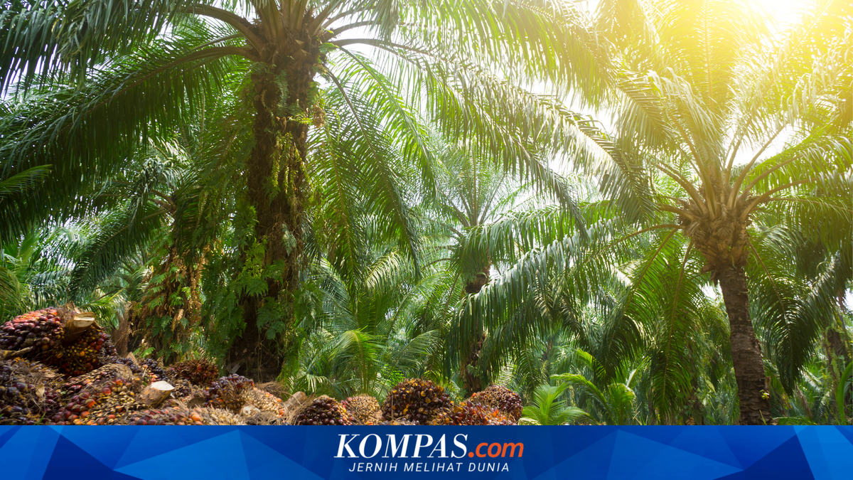 Rapuhnya Ketahanan Pangan di Balik Renyahnya Gorengan