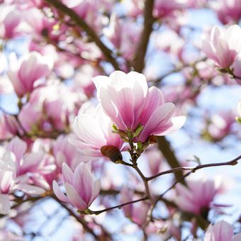Ilustrasi bunga magnolia.