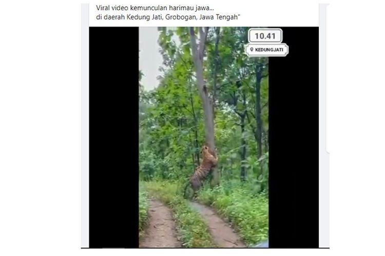 Unggahan video hoaks kemunculan harimau Jawa di Grobogan, Jawa Tengah