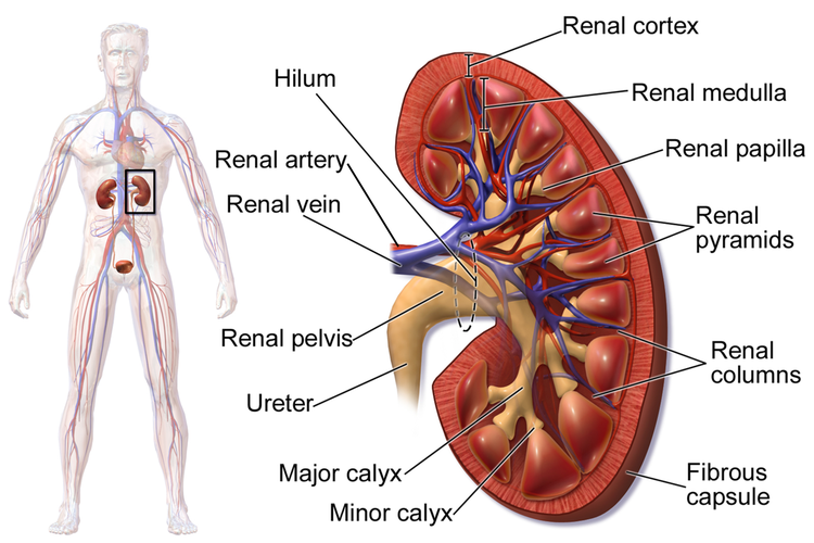 Ginjal adalah salah satu organ sistem ekskresi manusia.