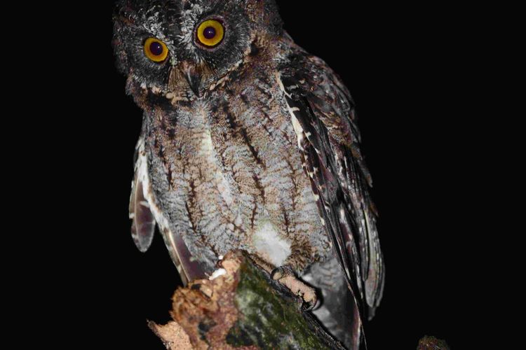 Burung celepuk banggai.