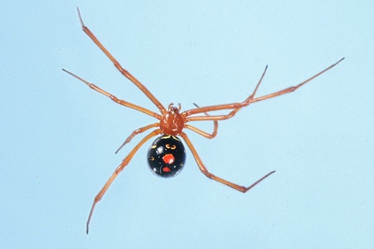 Red widow spider