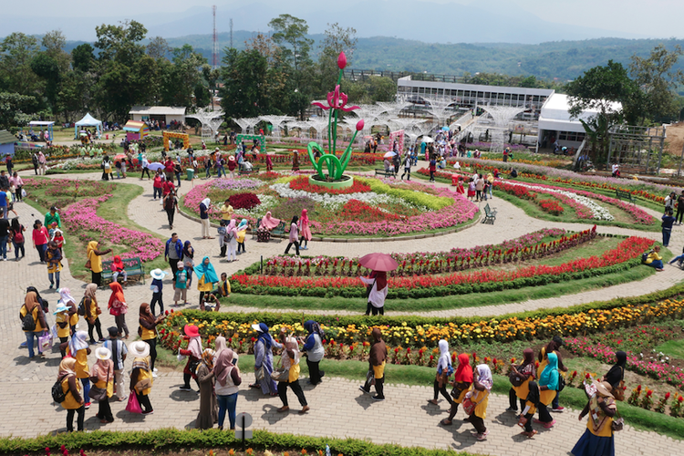 Taman Bunga Celosia Bandungan, salah satu wisata alam Semarang yang menarik untuk dikunjungi.