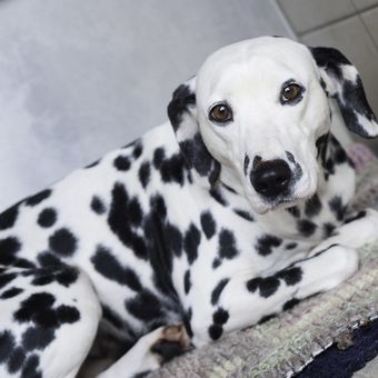 Ilustrasi anjing Dalmatian.