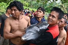 Mengapa Lumba-lumba Mendekat ke Pantai hingga Mati Terdampar di Tapanuli Selatan?