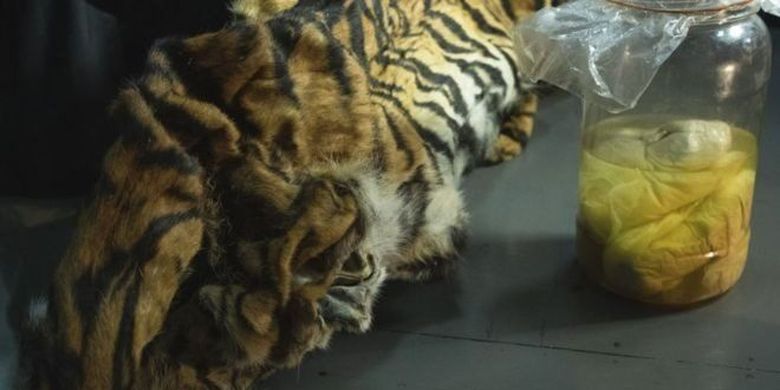 Kulit harimau dewasa ditemukan bersama-sama dengan janin. 