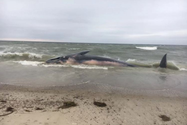 Paus sirip sepanjang 17 meter yang mati terdampar di pantai Massachusetts bantu ilmuwan ungkap kehidupan populasinya yang jarang diketahui.