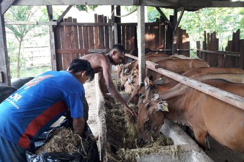Begini Upaya Budiono, Pelaku UMKM Sektor Perikanan dan Peternakan, Penuhi Kebutuhan Pangan di Timur Indonesia