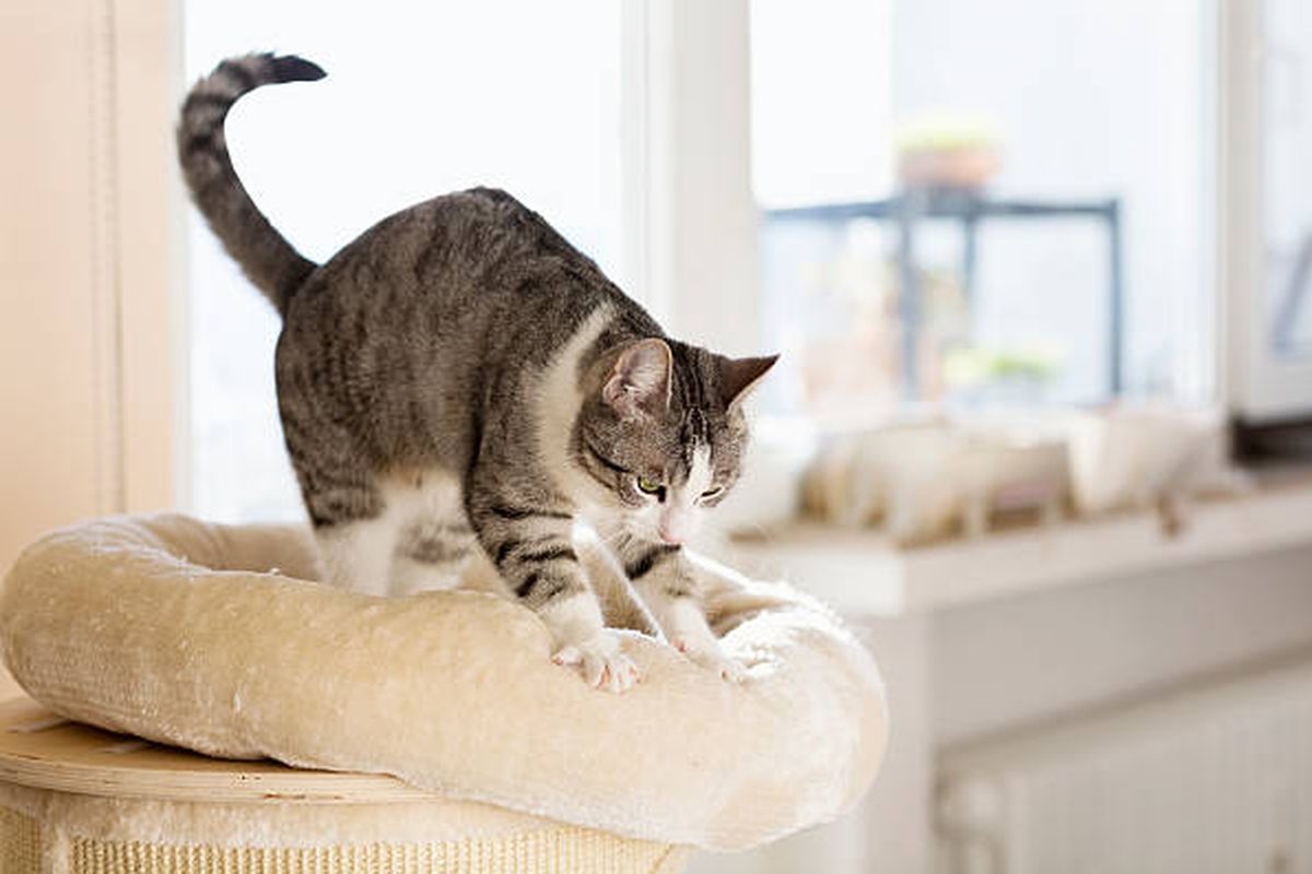 Kucing sering kali memijat permukaan lembut, maupun kaki pemiliknya. 