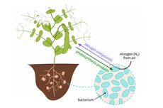 Rhizobium sp., Bakteri Pengikat Nitrogen