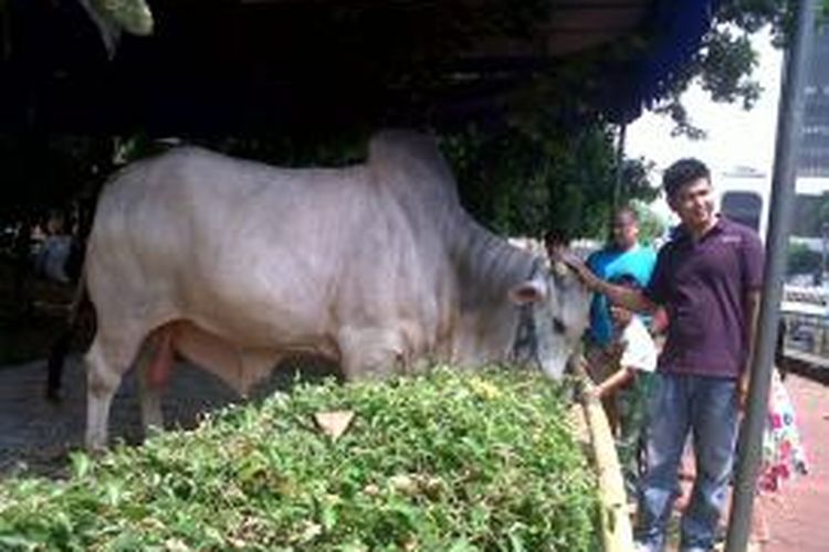 Sapi SBY Jadi Objek Foto

Salah satu warga Jakarta berpose bersama sapi kurban milik Presiden Susilo Bambang Yudhoyono di halaman Masjid Istiqlal, Senin (14/10/2013).Kompas.com/Ummi Hadyah Saleh