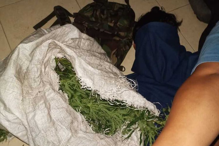 Barang bukti sebanyak 1 kg daun ganja basah diamankan dari dua pria asal Langkat yang diamankan personel Satresnarkoba Polres Binjai pada Sabtu (4/10/2022) malam.