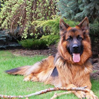 Ilustrasi anjing German shepherd 