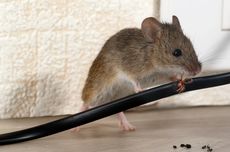 5 Cara Membasmi Tikus dari Dinding