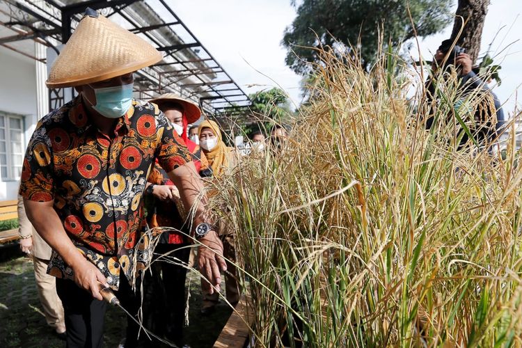 Wali Kota Semarang Hendrar Prihadi saat memanen padi di taman Balaikota Semarang,  Senin (22/2/2021).
 
