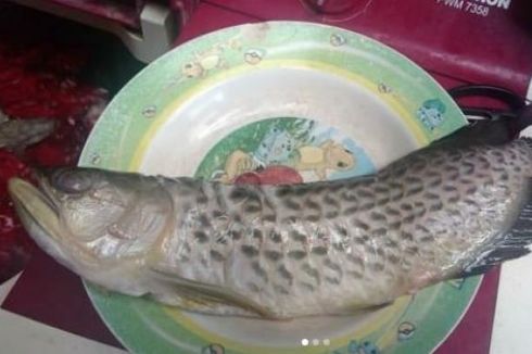 Viral Ayah Goreng Ikan Arwana Seharga Rp 2 Juta, Kenapa Harga Ikan Arwana Mahal?