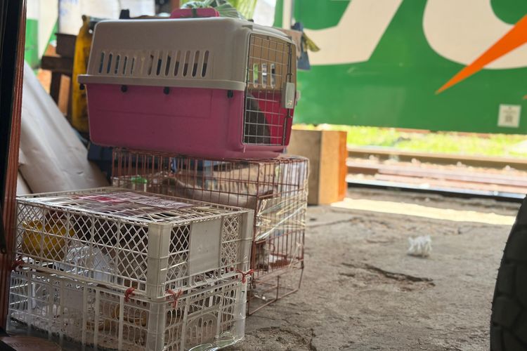 Begini Cara Ajak Hewan Peliharaan Mudik Pakai Kereta Api, Satu Hari Sampai Tujuan