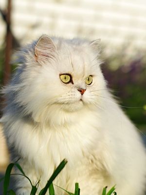 Ilustrasi kucing Persia