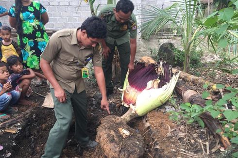 Bunga Bangkai di Pot Warga Patah, BKSDA: Sedih, tapi Umbinya Kita Selamatkan