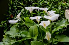 Cara Menanam Bunga Calla Lily di Taman agar Tumbuh Mekar