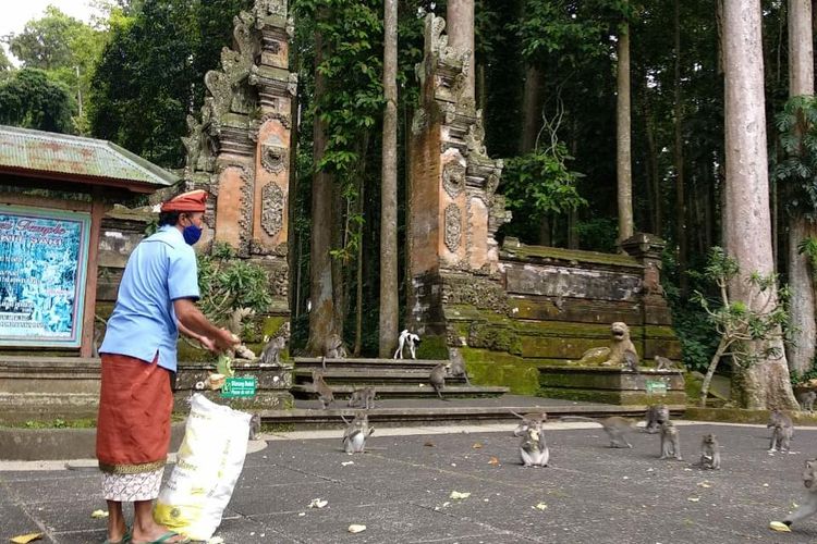 Petugas saat memberikan pakan monyet di tempat wisata Sangeh Abiansemal, Kabupaten Badung 