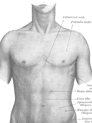 Ilustrasi linea alba atau garis vertikal pada perut.