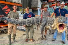 Aligator Seberat 364 Kg Ditangkap di Sungai AS, Pecahkan Rekor