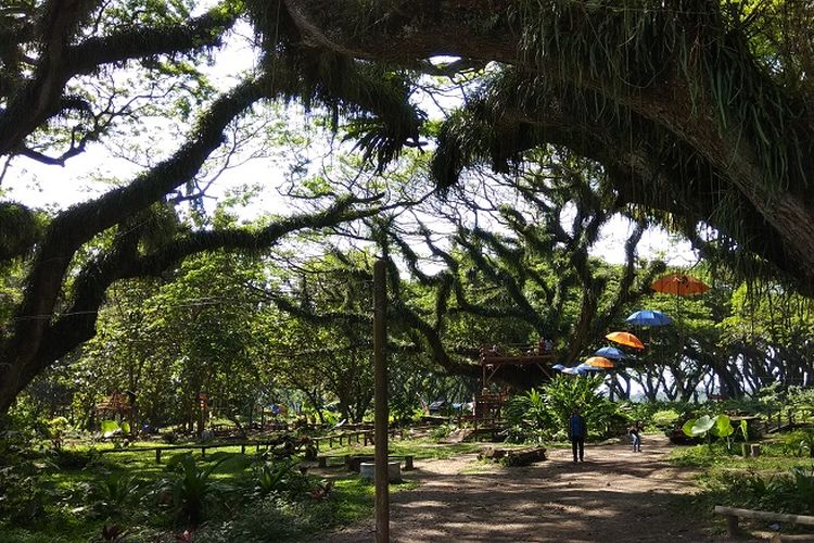 Wisatawan berada di Hutan De Jawatan yang terletak di Desa Benculuk, Kecamatan Cluring, Kabupaten Banyuwangi, Jawa Timur atat sekitar 45 kilometer dari pusat kota Banyuwangi. 