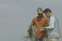 Serapan Awal Mei Tembus 2 Juta Ton Setara Beras, Stok Bulog Lampaui 3,6 Juta Ton