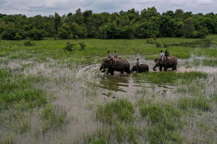 Mahout dari ERU Camp Bungur saat patroli gajah di Taman Nasional Way Kambas, Lampung Timur, Rabu (6/1/2021). Total ada 7 gajah, 4 dewasa yang berpatroli di sekitaran Camp Bungur. Mereka mempunyai kewajiban untuk mencegah risiko konflik berbahaya antara manusia dan gajah liar di Taman Nasional Way Kambas.