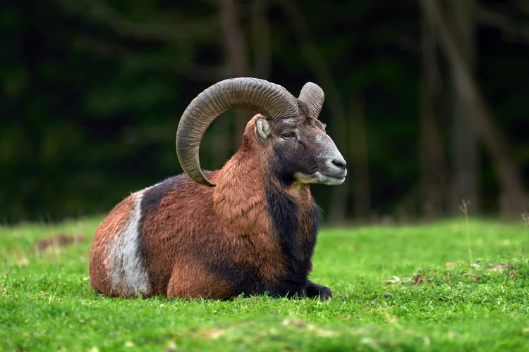 Ilustrasi zodiak Aries.