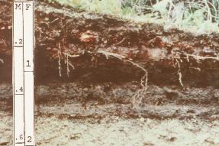 Tanah andosol adalah tanah vulkanis di sekitar gunung berapi. Ciri tanah andosol, antara lain mengandung banyak bahan organik dan bersifat subur.
