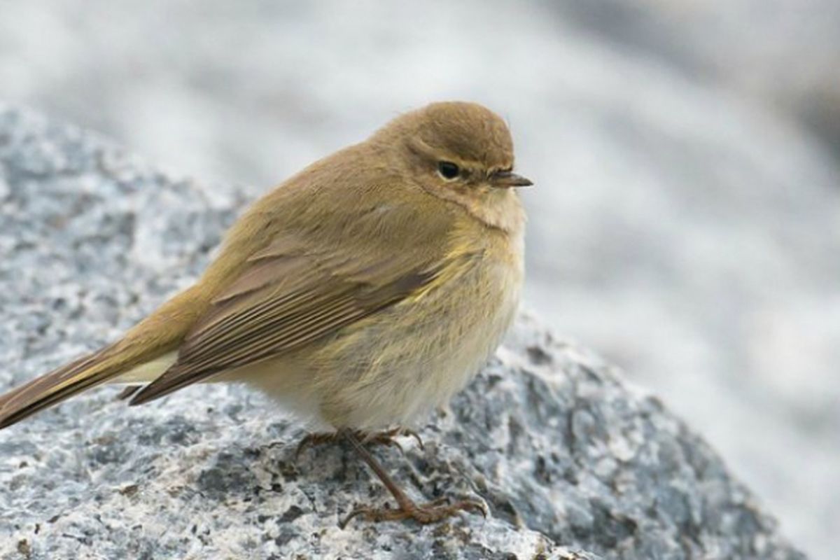 Burung Willow Warbler Siberia mampu menempuh rute migrasi hingga 13.000 Km
